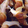 live White Jade Snail,escargot