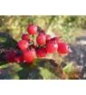 rose hip extract