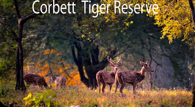 Logo Corbett Tiger Reserve
