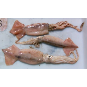 New Zealand Arrow Squid
