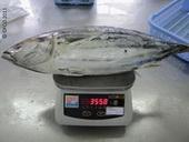 Fish - Tuna, Pangasius, Mackerel,.. Inspection 
