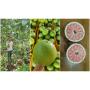 Song Nam Green skin pomelo type 1